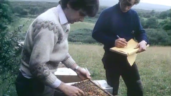 Beekeeping in Cúil Aodha, 1980.