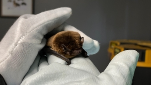 Bat to life...Susan Kerwin tends to one of the vulnerable creatures