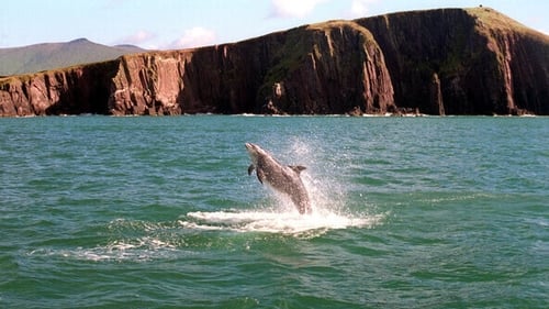 A study of dolphins in the area began in 1993 (Pic: RollingNews.ie)