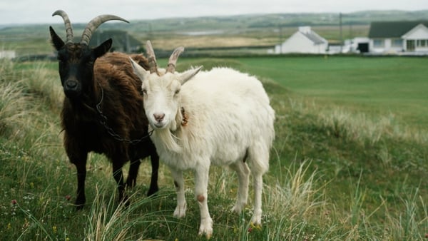 Carrig mheannáin (kids rock) tells us nothing of about how awesome local children may be, but it does say something about goat husbandry. Photo: Getty Images
