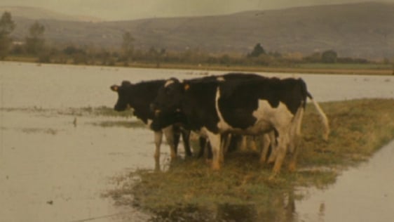 River Mulcair flooding, County Limerick (1980)