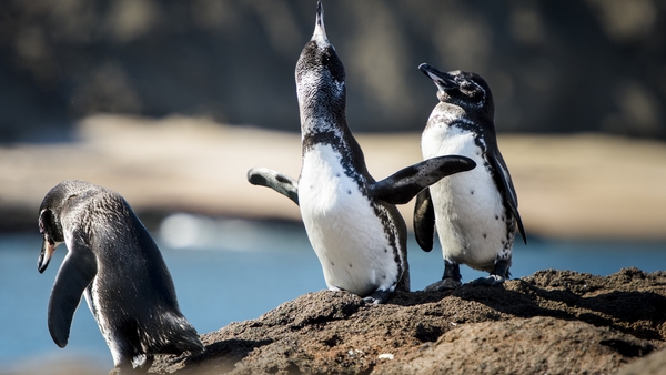The Galapagos penguin is one of the smallest species of penguins in the world, measuring up to 35cms