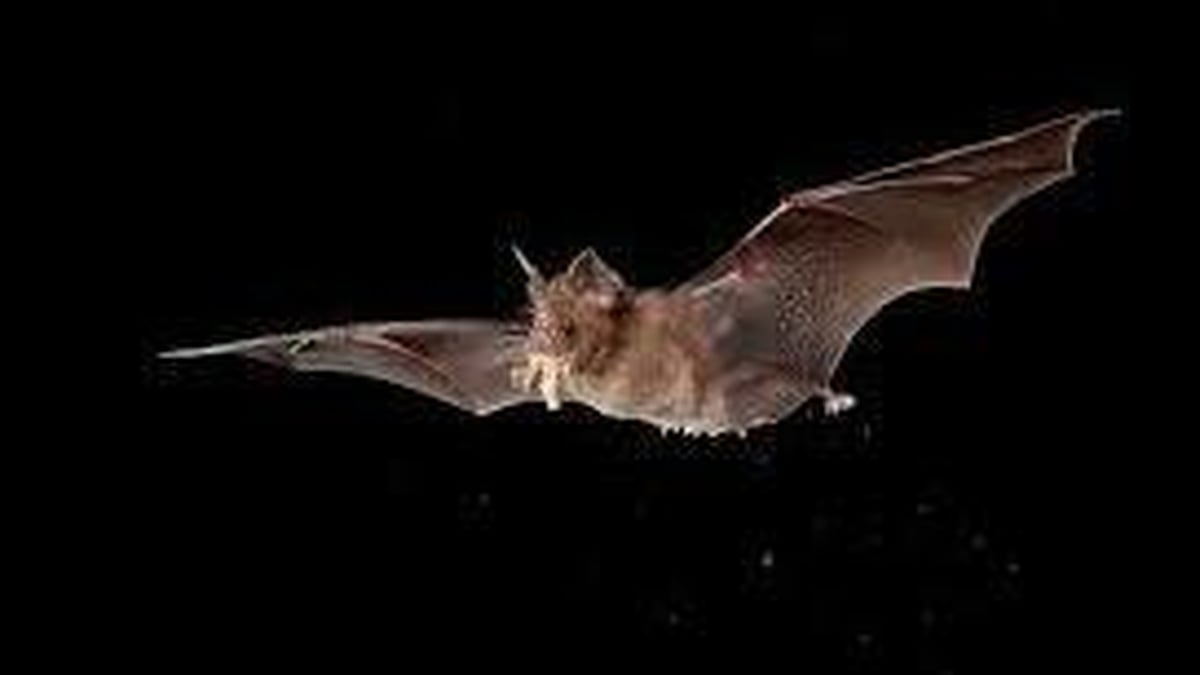 Naturefile -Hibernating Bats Naturefile -Hibernating Bats