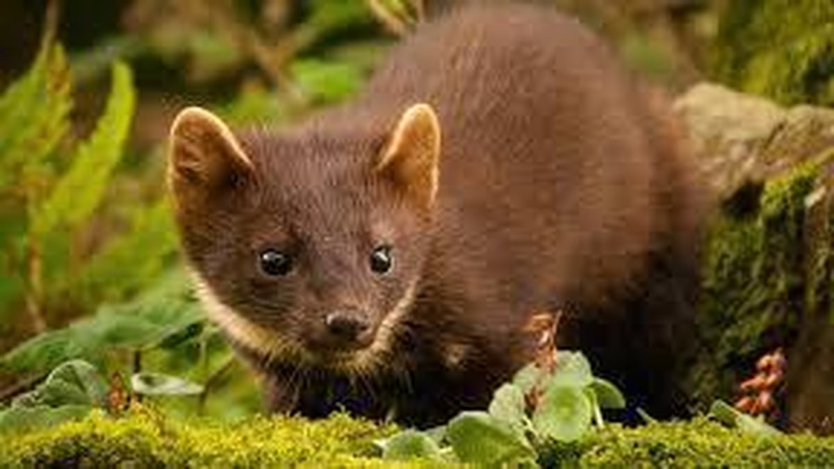 Naturefile - The Pinemartin Naturefile - The Pinemartin