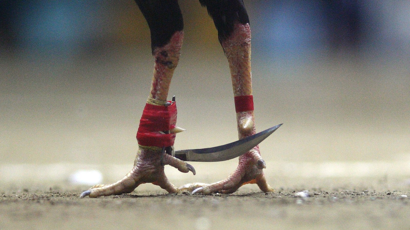 Fighting rooster kills police officer in Philippines