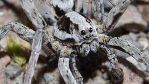 The spider had not been seen since the early 1990s