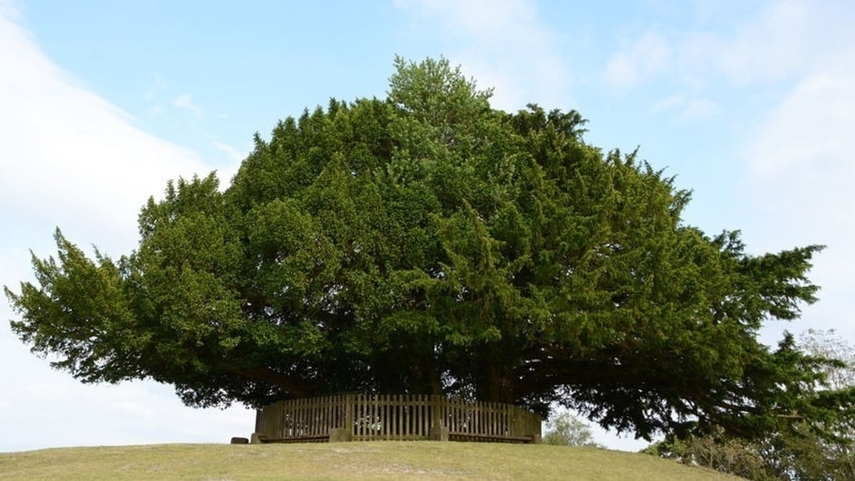 Naturefile - Yew trees Naturefile - Yew trees