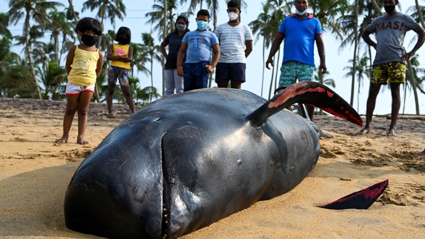 Locals surround a dead pilot whale on a beach in Panadura, Sri Lanka