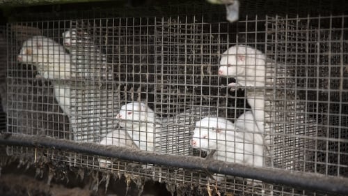 Denmark and the United States are among six countries that have reported new coronavirus cases linked to mink farms