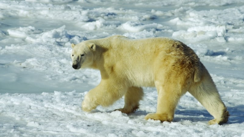 'beardar' Keeps Canadian Town Safe From Polar Bears