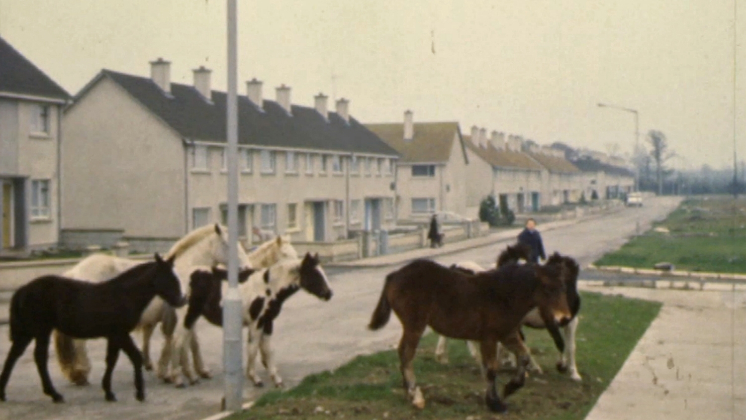 RTÉ Archives Environment Limerick Horses Run Wild