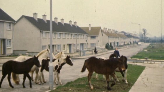 Limerick Horses Running Wild on Southill (1975)