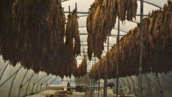 Tobacco Growing in Wexford (1975)