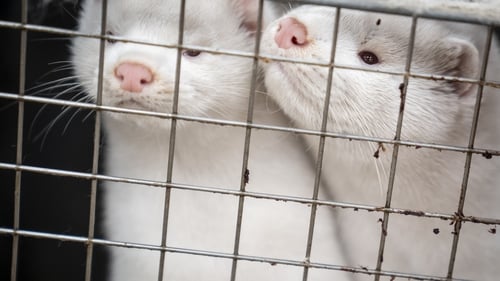 The commitment to prohibit the breeding of mink solely for their fur is in the Programme for Government (file image)
