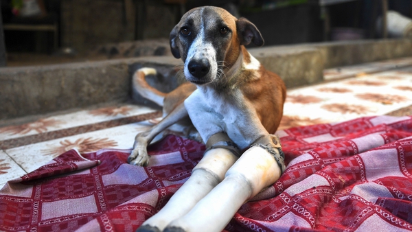 Rocky learned to walk again on prosthetic legs
