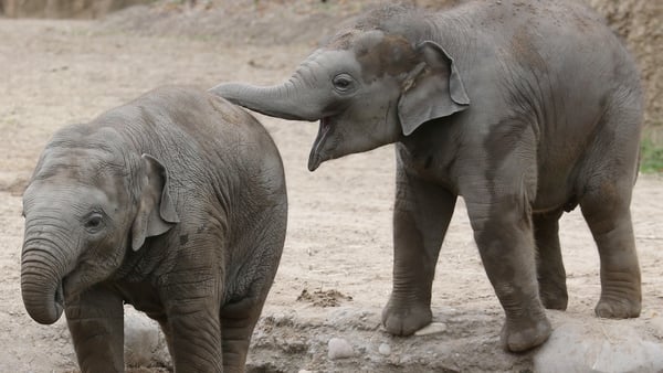 Dublin Zoo says that the cost of feeding and upkeep of the animals runs to about €500,000 a month (Pic: RollingNews.ie)