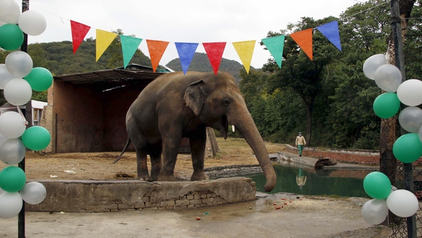 Balloons and decorations for Kaavan's farewell party (EPA Images)
