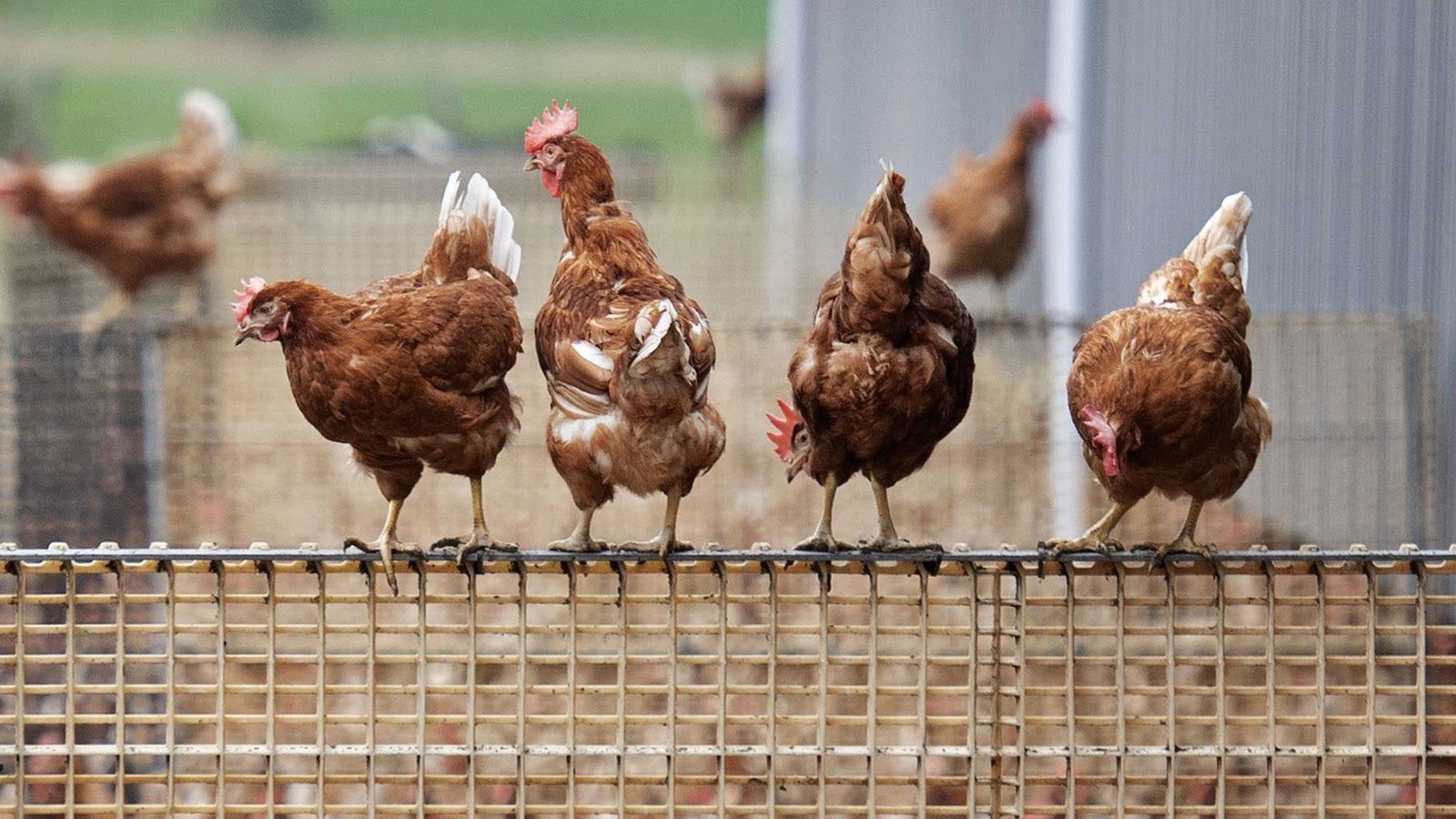 Europe on alert over rapidly spreading bird flu