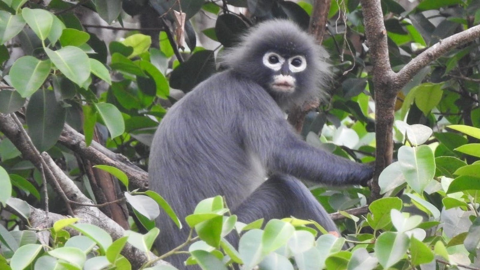 meet-the-world-s-newest-monkey-species