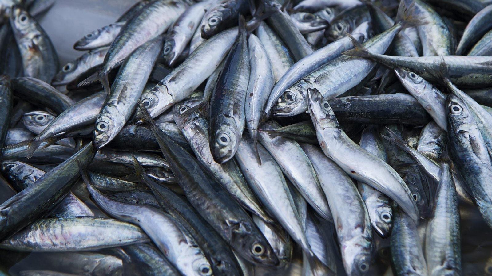 How Much Protein Can Fish Provide Us With 