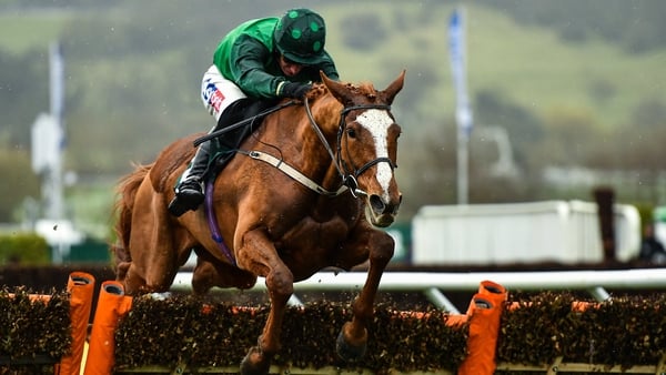 Concertista, with Daryl Jacob up, on her way to winning the Mares' Novices' Hurdle at Cheltenham back in March.