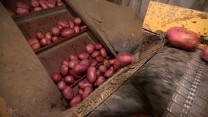 “The worst I’ve seen in 35 years”  Kerry grocer on shortage of Kerrs Pinks potatoes