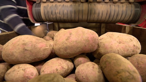 Brita terpoma importa malpermeso povus influi la guston de 3 "hakistoj" 0015ca8c 614.jpg? Ratio = 1
