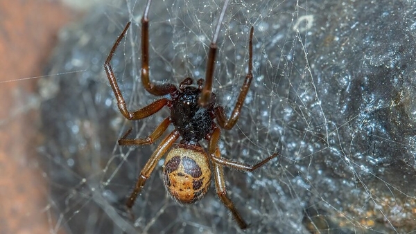 Research shows spiders can transmit harmful bacteria through their fangs