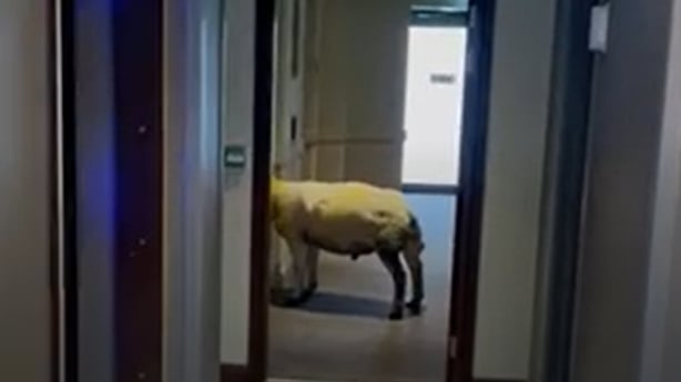 Sheep in hotel in Wales