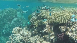 The Great Barrier Reef runs 2,300km down Australia's northeast coast