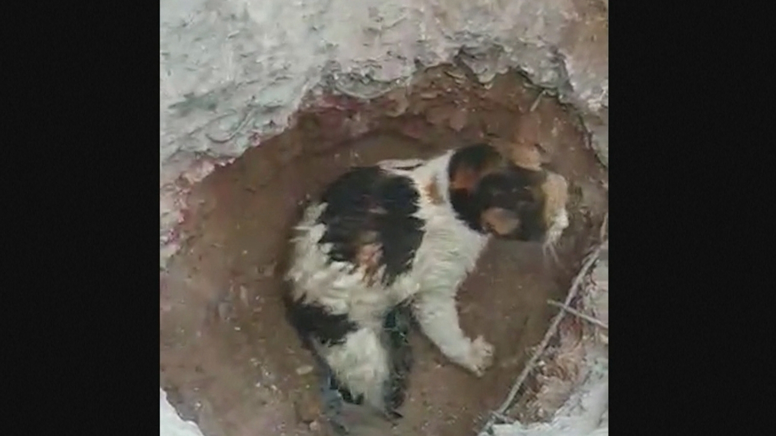Cat rescued two days after being buried under concrete
