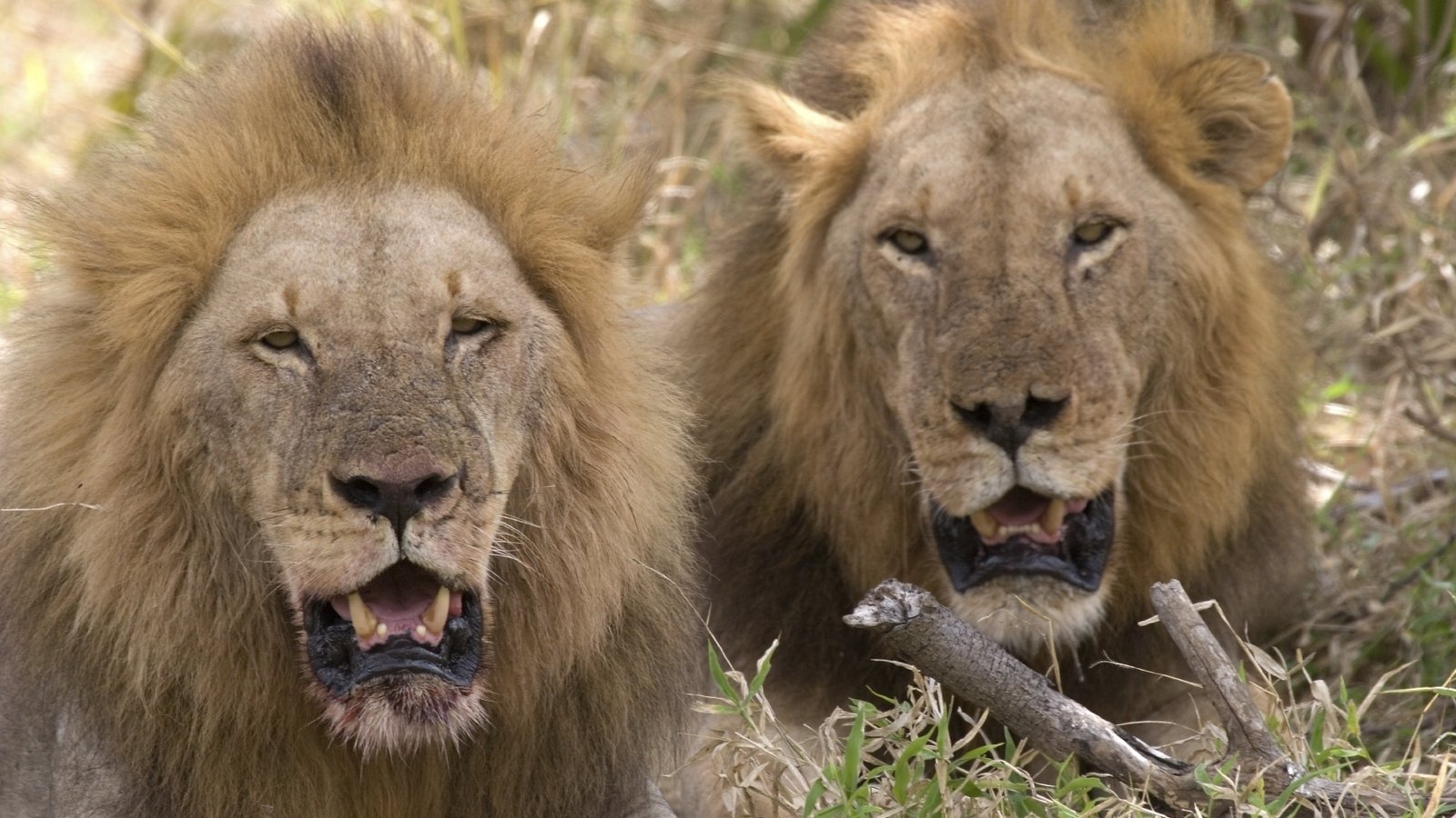 Four Lions At Barcelona Zoo Test Positive For Covid 19