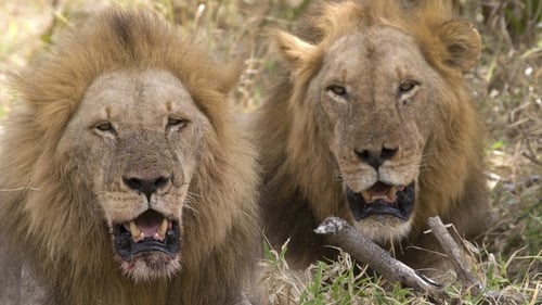 Authorities are investigating how the lions became infected (File pic)