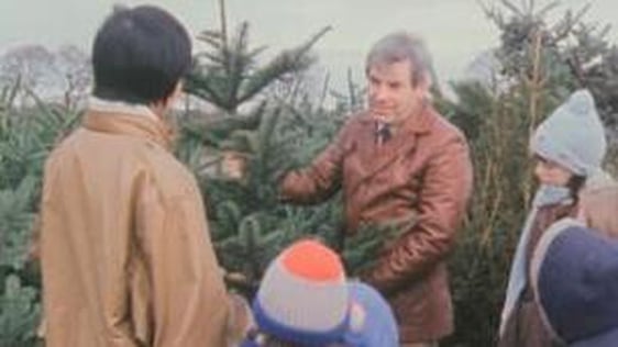 Christmas trees in Glenealy (1985)