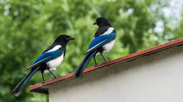 Magpie couple finally fly the coop at South.Point Tuggeranong after  month-long stay