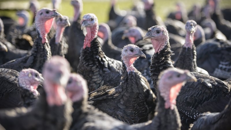 Bird flu outbreak at commercial turkey flock in Carlow