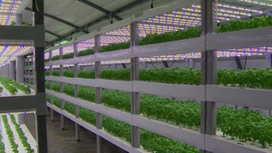 Hydroponic farming uses water rather than soil to grow plants
