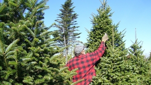 Are you allergic to your Christmas tree?