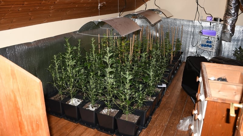 The
growing facility was ventilated and insulated to grow cannabis
(pic: @gardainfo)