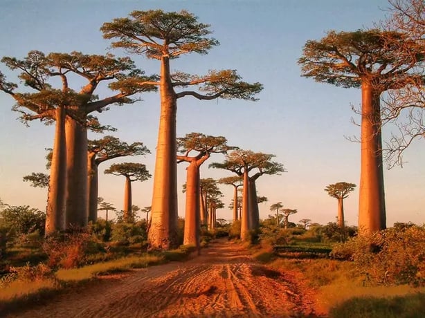 Baobabs in Madagascar (iStock/PA)