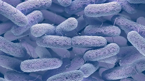 bacteria