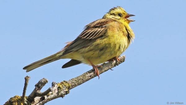 Yellowhammer. Photo: Jim Wilson