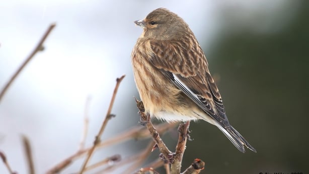 bird