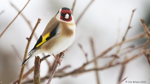 bird