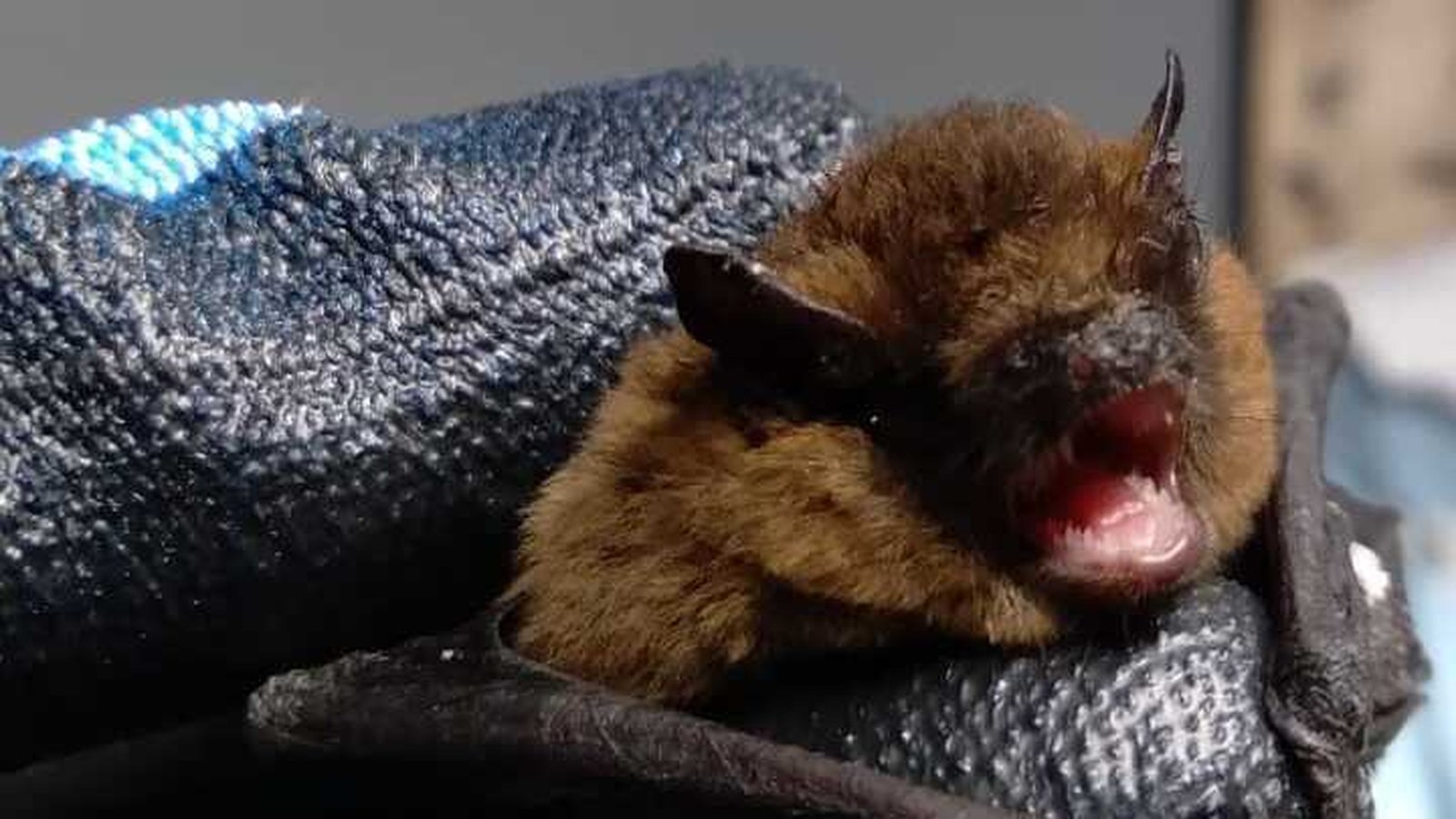 Limerick woman nurses bats back to health