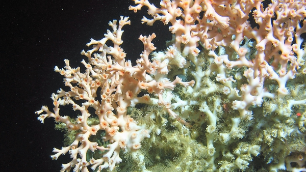 Ireland's corals 300km off the coast of Kerry. Photo: Aaron Lim