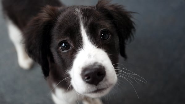 There were 244 dogs reported as stolen in 2020, according to gardaí