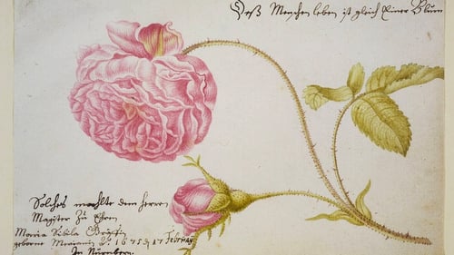 Album sheet with a rose, 1675 by Maria Merian. Photo: Fine Art Images/Heritage Images/Getty Images