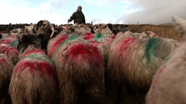 Farmer John Joe Mac Gearailt with his sheep on Cnoc Bréanainn