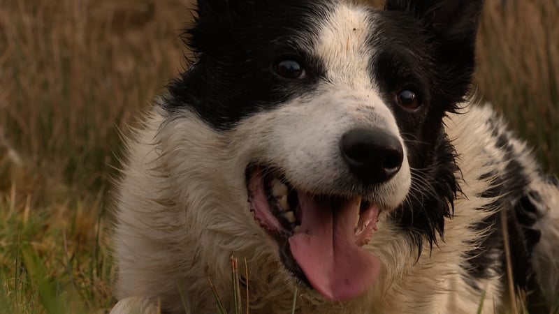 Training rescue dogs as farm dogs
